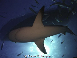 Caribbean reef shark passes between sun, boat, and camera by Sean Gillespie 